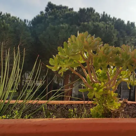 Apartment Les Boramars 4 23 Climatise Wifi 300m Plage Argeles-sur-Mer